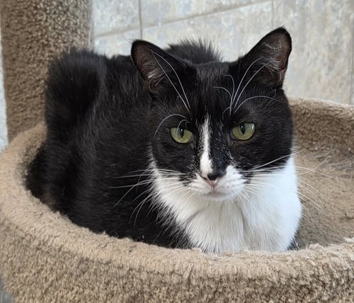 MISTER K - Domestic Short Hair available for adoption