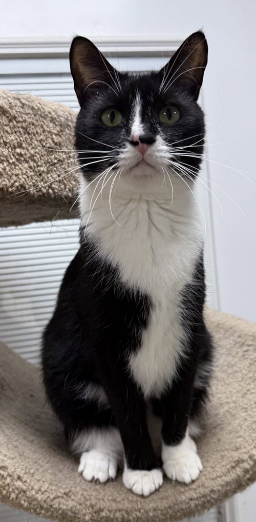 MISTER K - Domestic Short Hair for adoption in Palm Bay