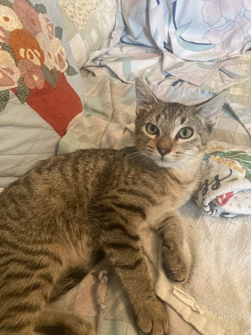 EPSOM - Domestic Short Hair available for adoption