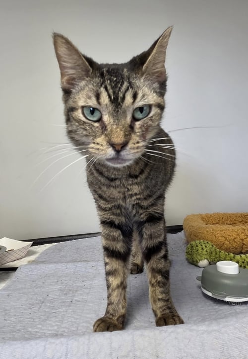 KELLOGG - Domestic Short Hair available for adoption