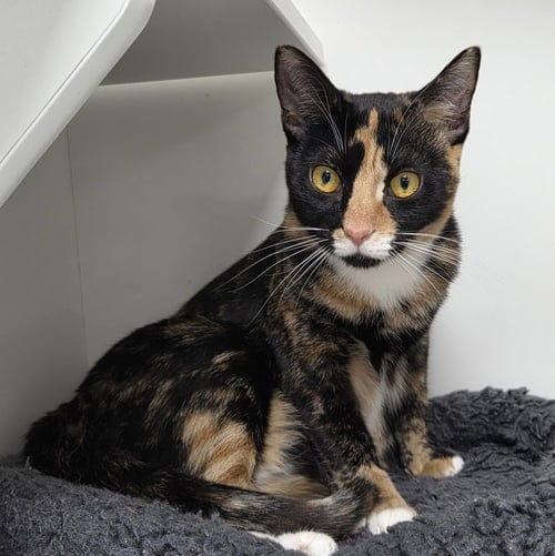 TAKINI - Domestic Short Hair for adoption in Melbourne