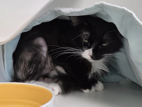 POLKA DOT - Domestic Short Hair available for adoption