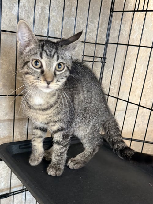 DEARDEN - Domestic Short Hair available for adoption