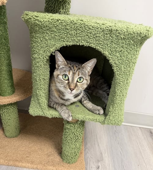 CASTLEBERRY - Domestic Short Hair available for adoption