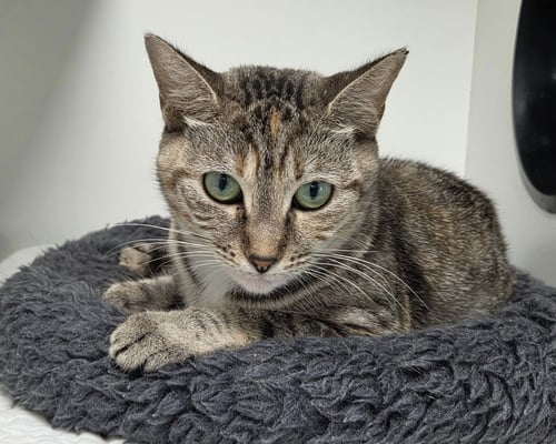 CASTLEBERRY - Domestic Short Hair available for adoption