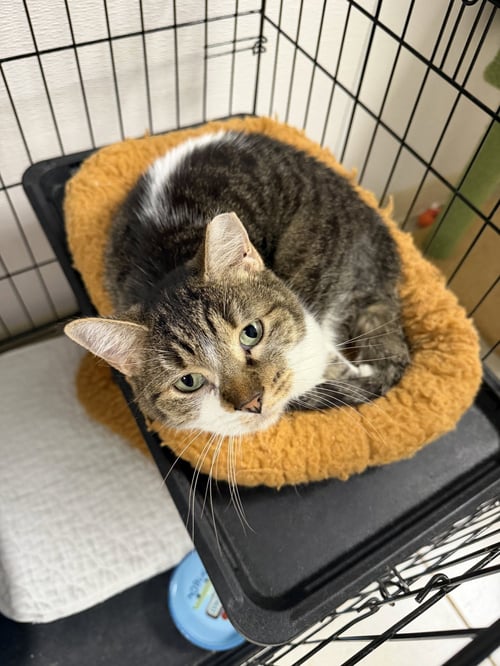 TREASURE PLANET - Domestic Short Hair available for adoption