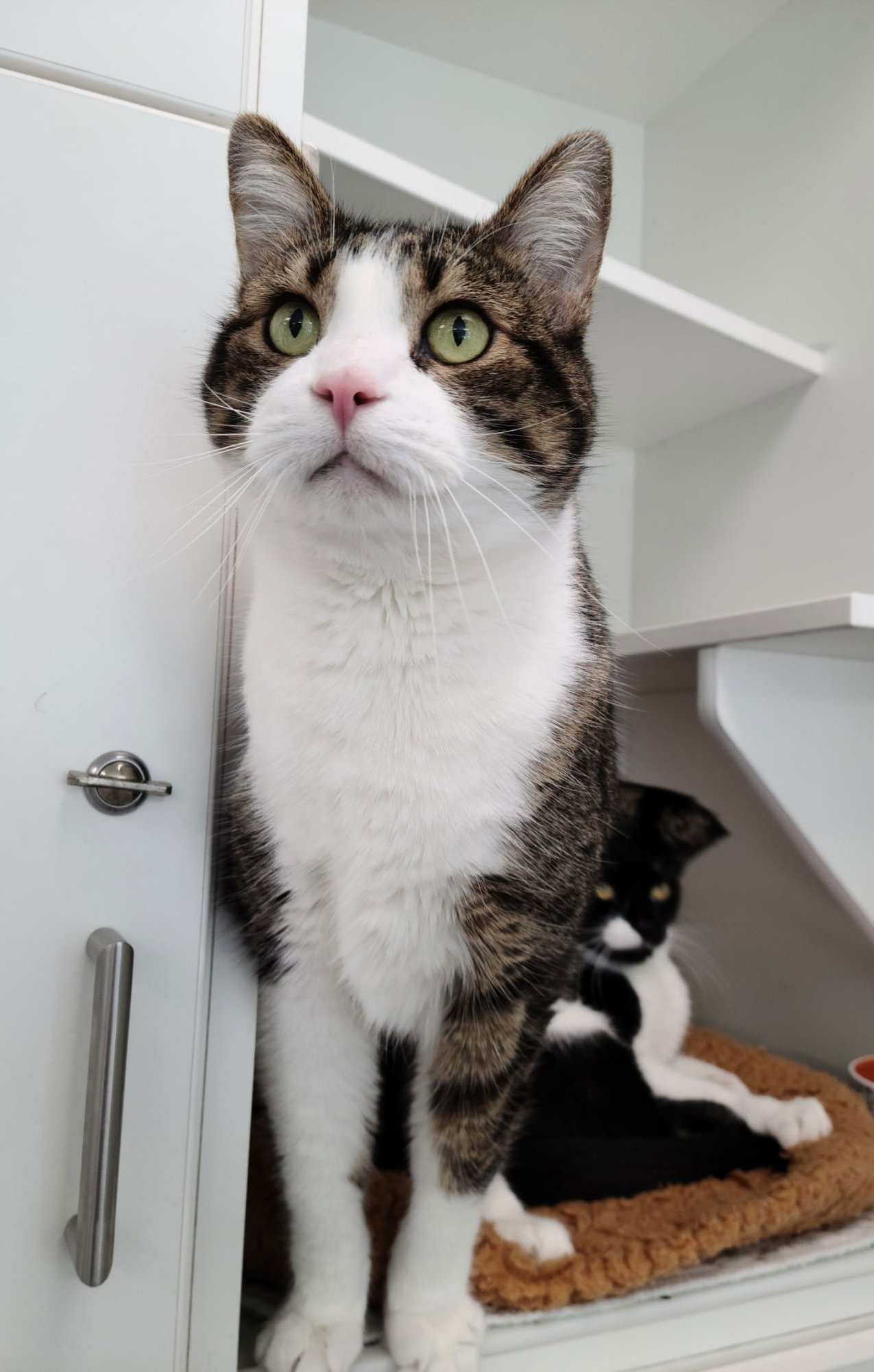 WUTANG - Domestic Short Hair available for adoption