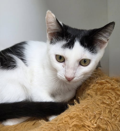WYVERN - Domestic Short Hair available for adoption