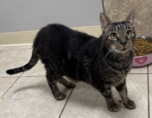 MOONIE - Domestic Short Hair available for adoption