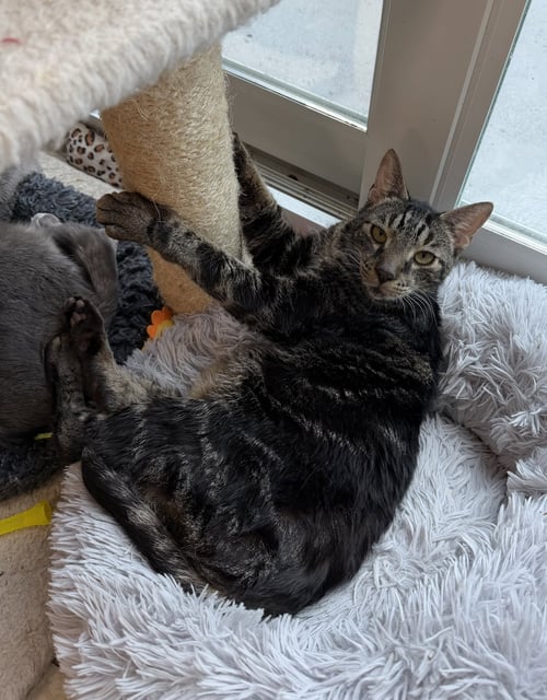 MOONIE - Domestic Short Hair for adoption in Palm Bay