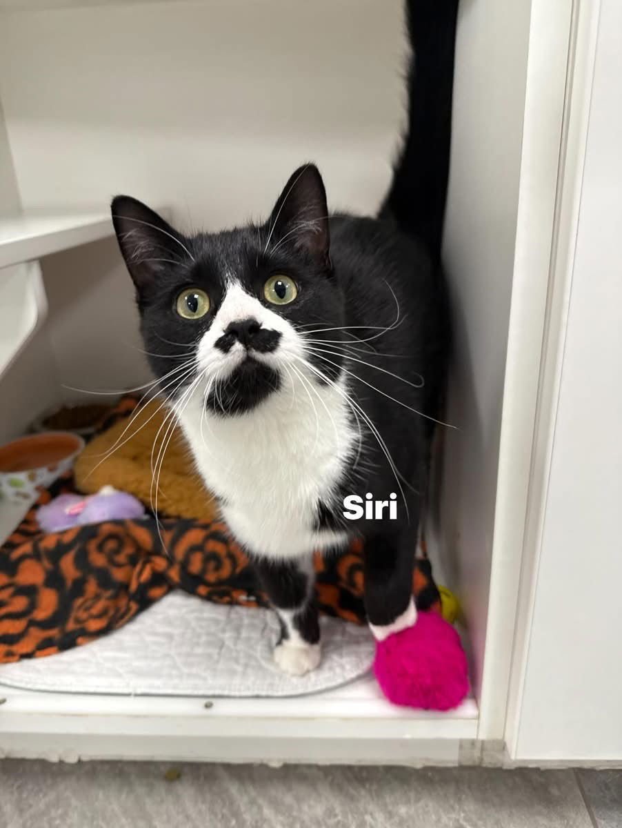 SIRI - Domestic Medium Hair available for adoption