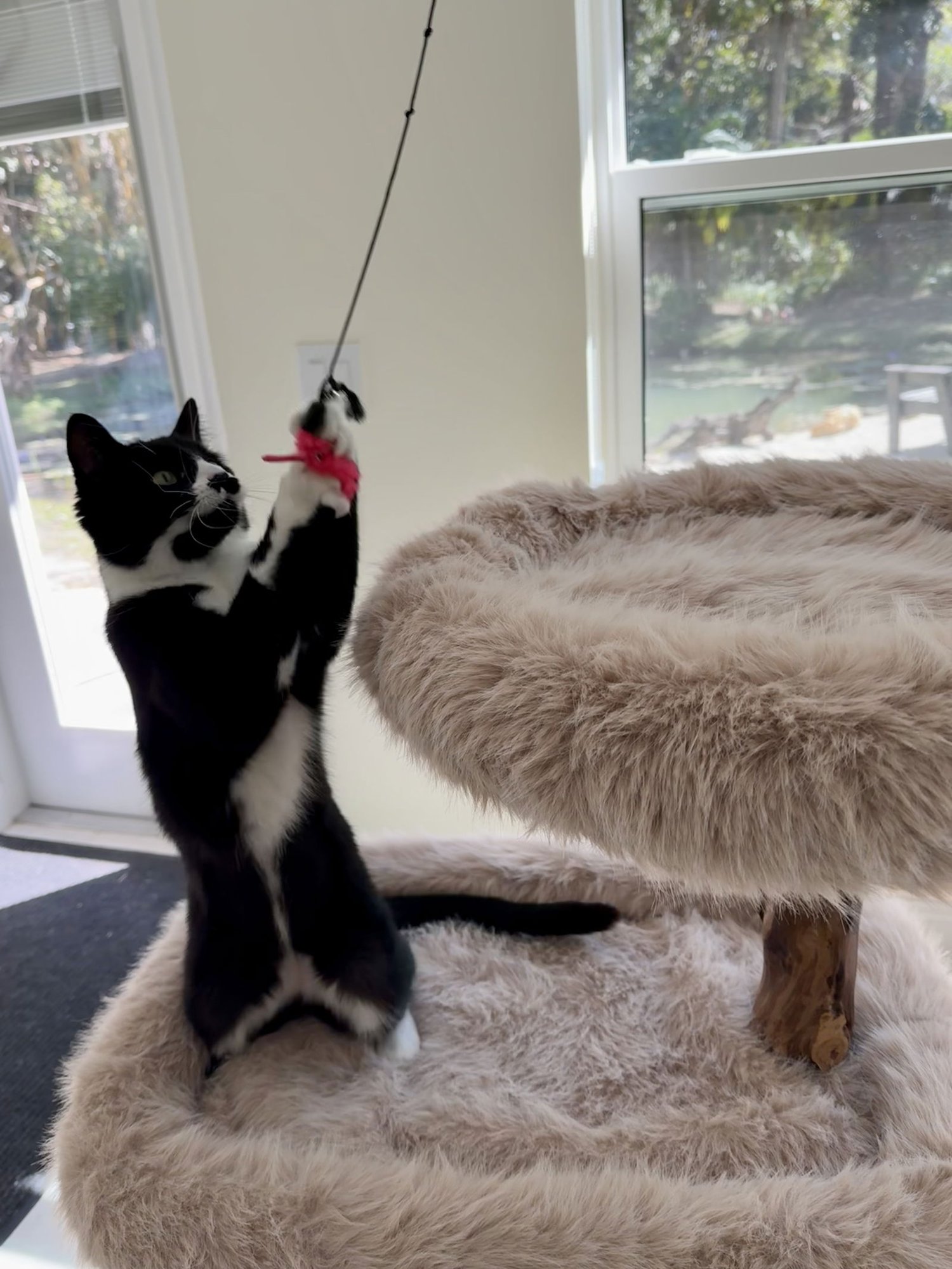 SIRI - Domestic Medium Hair available for adoption