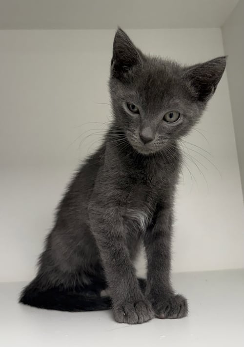 IBESIA - Domestic Short Hair available for adoption