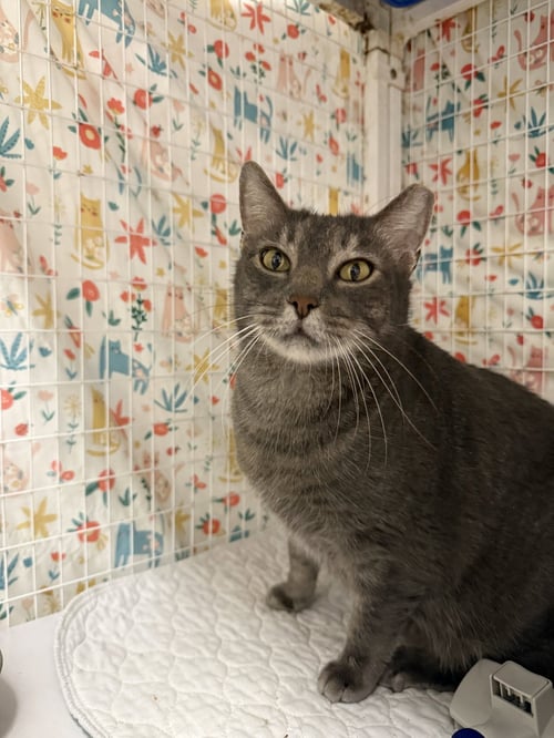 GLOOP - Domestic Short Hair available for adoption