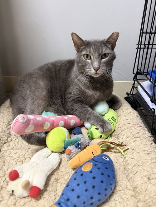 GLOOP - Domestic Short Hair for adoption in Melbourne