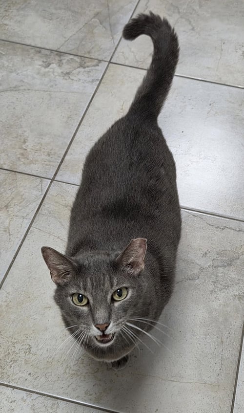 GLOOP - Domestic Short Hair available for adoption