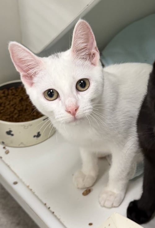 ARTLAB - Domestic Short Hair available for adoption