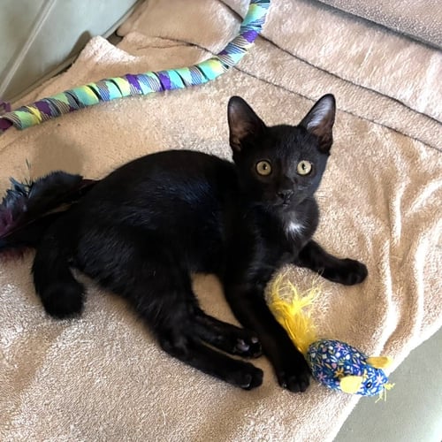 HOOTSOFTLY - Domestic Short Hair available for adoption