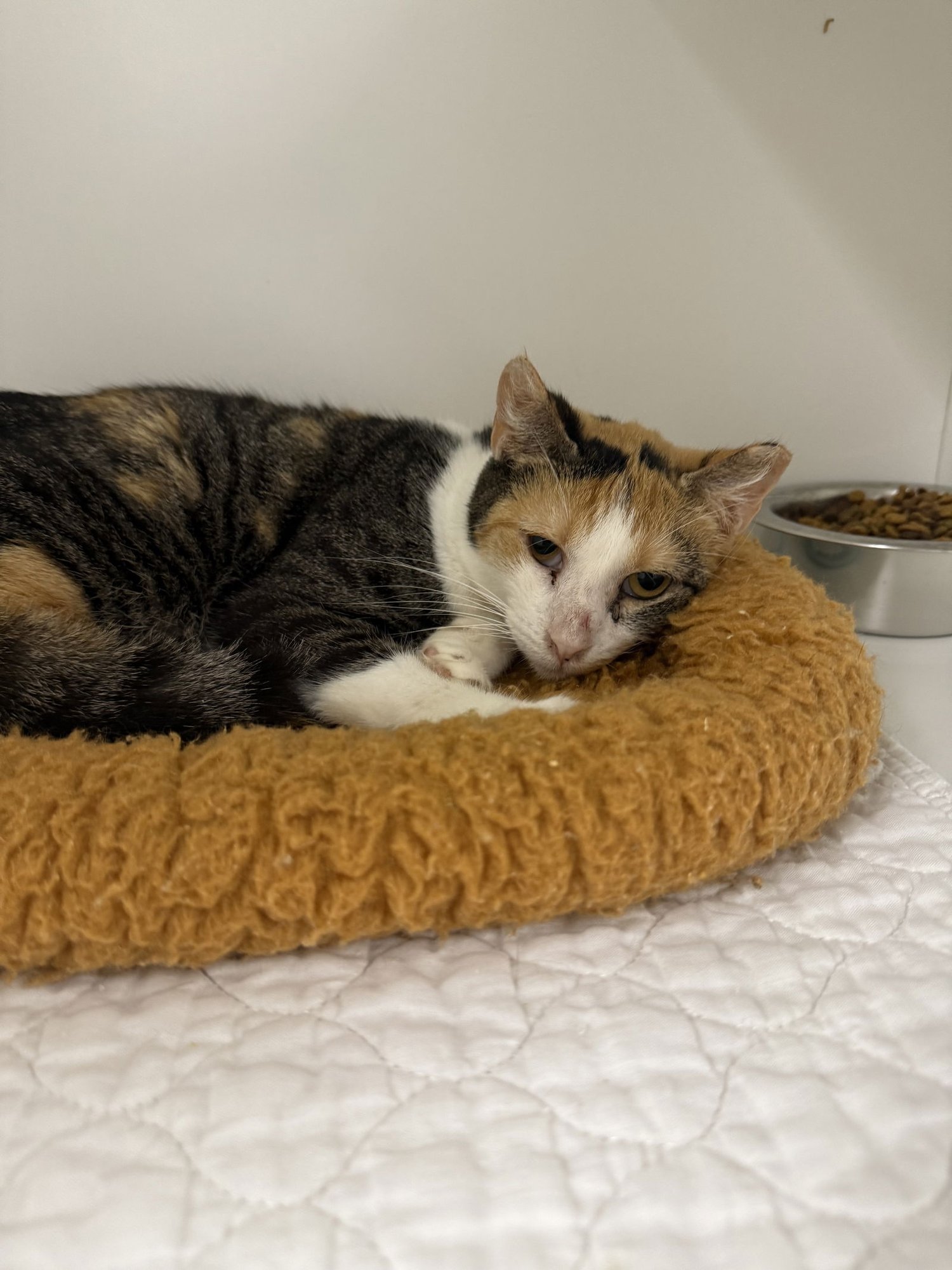 ALBANIAN YO - Domestic Short Hair available for adoption