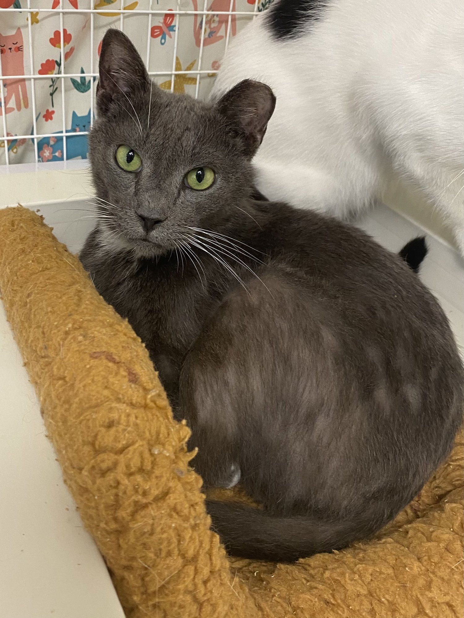 FINNISH YO - Domestic Short Hair available for adoption