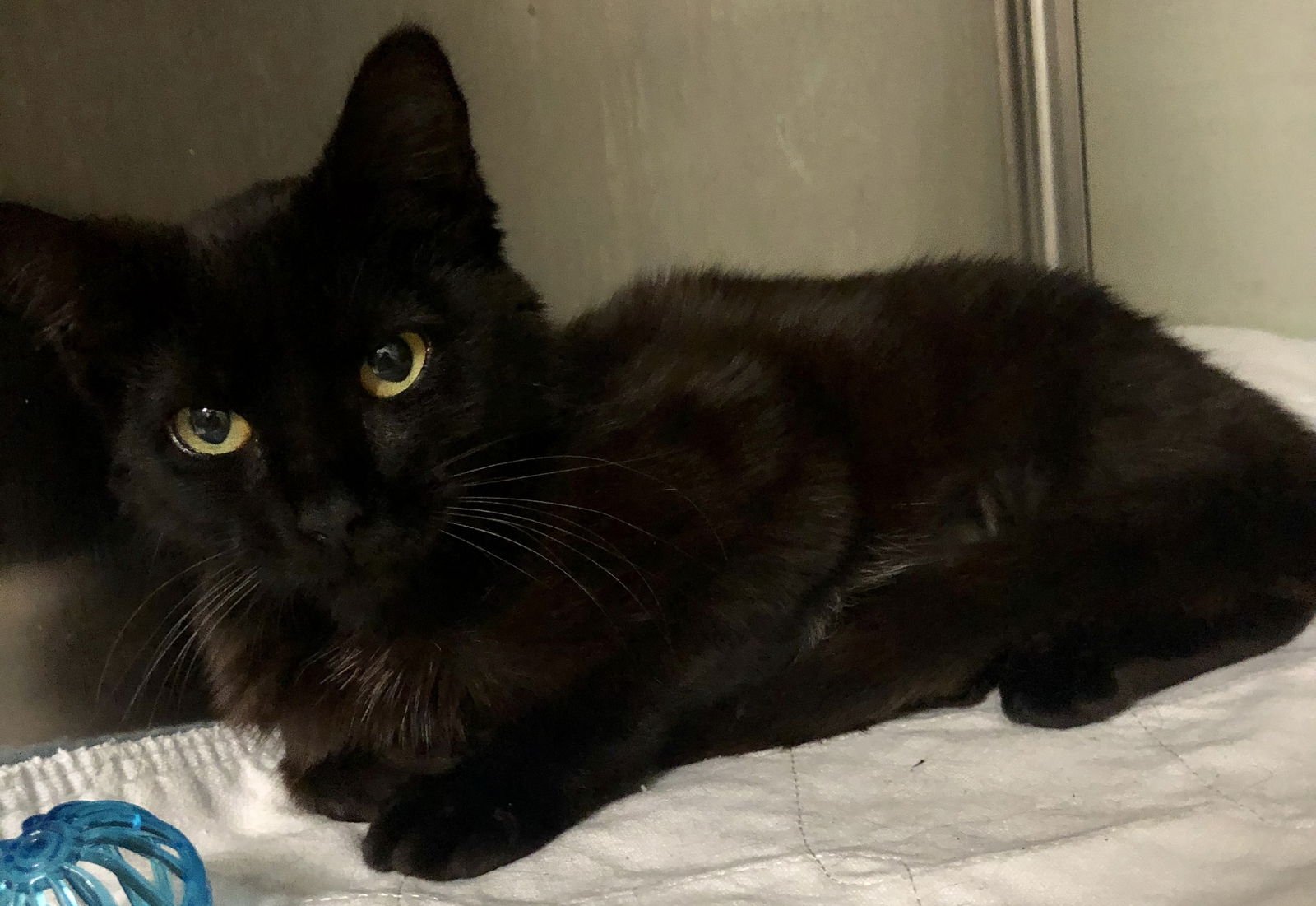 ZIPCODE - Domestic Short Hair available for adoption