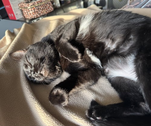 ZIPCODE - Domestic Short Hair available for adoption