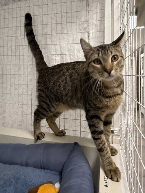 ALMONZO - Domestic Short Hair available for adoption