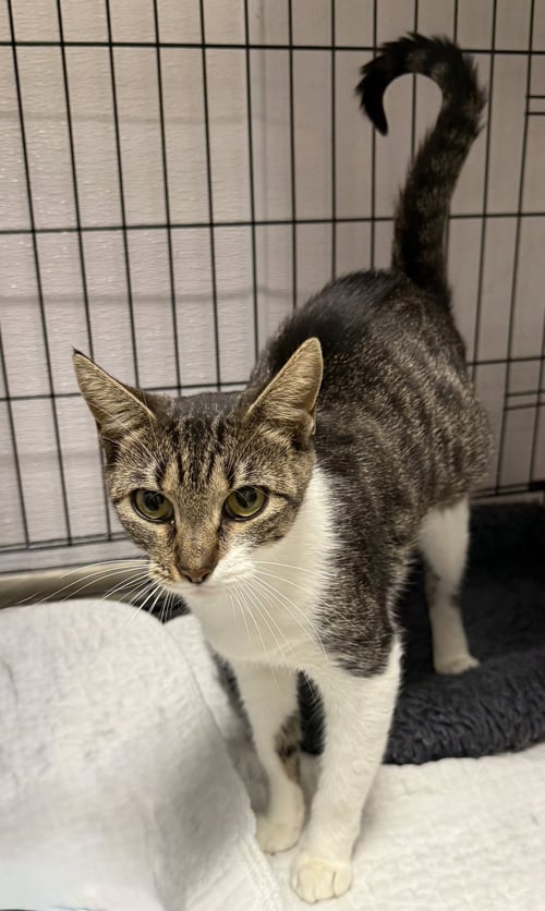 ARCHER - Domestic Short Hair available for adoption