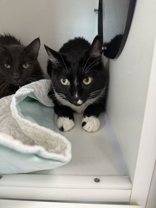 JACK BE NIMBLE - Domestic Short Hair available for adoption