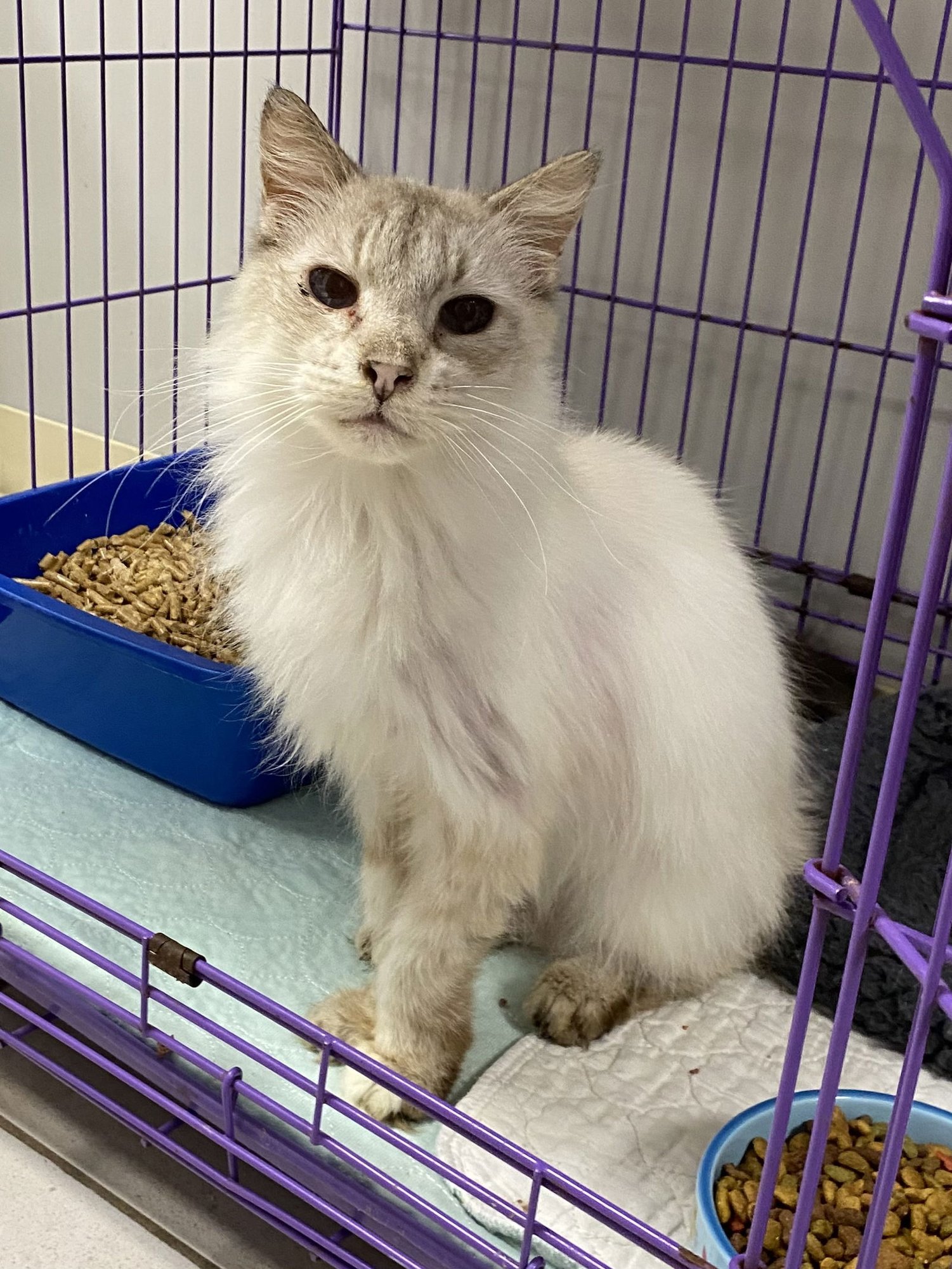 SHADOW YO - Siamese available for adoption