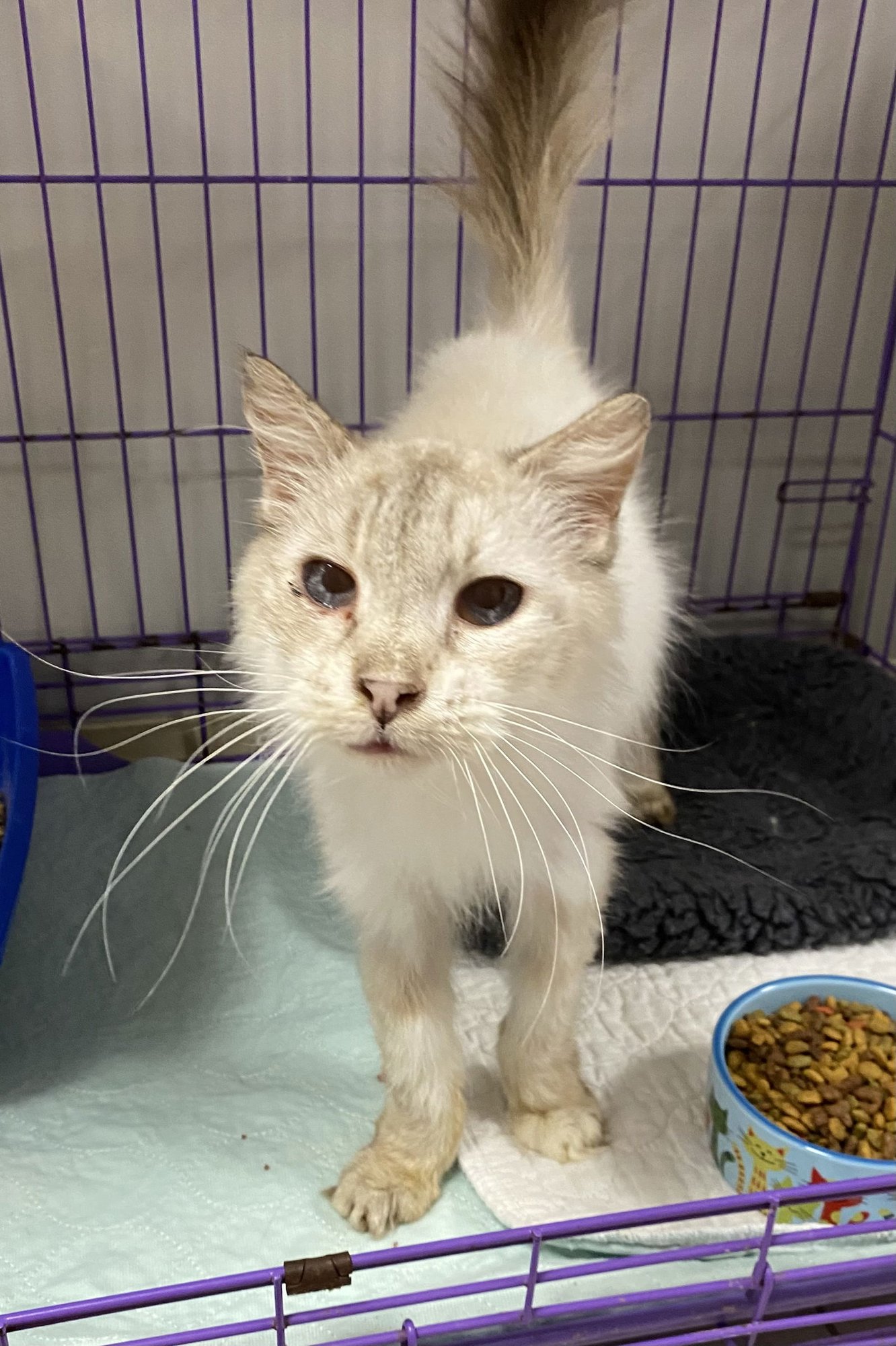 SHADOW YO - Siamese available for adoption