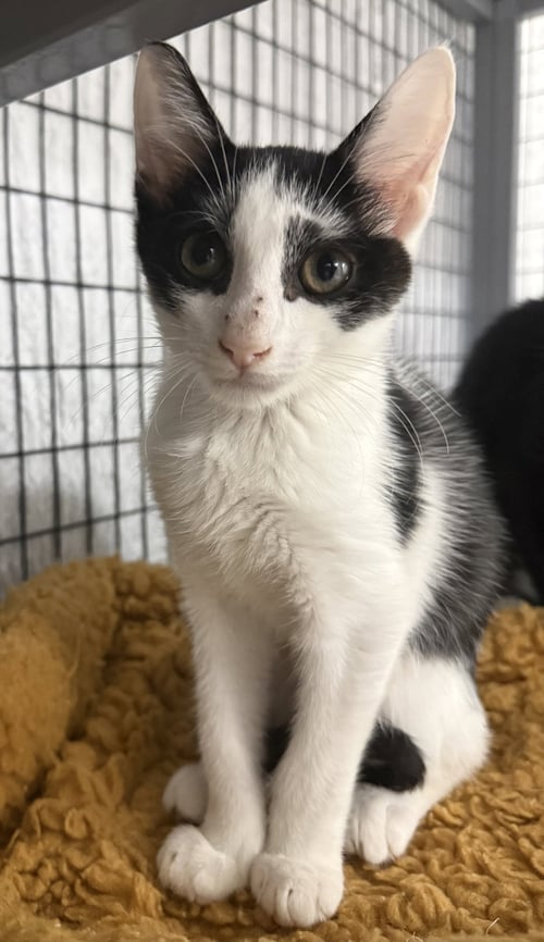 POPCORN SHRIMP - Domestic Short Hair available for adoption