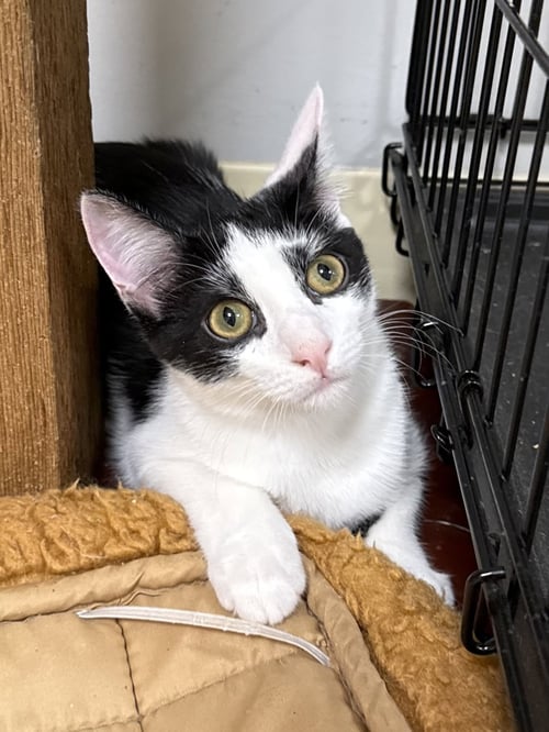 POPCORN SHRIMP - Domestic Short Hair available for adoption