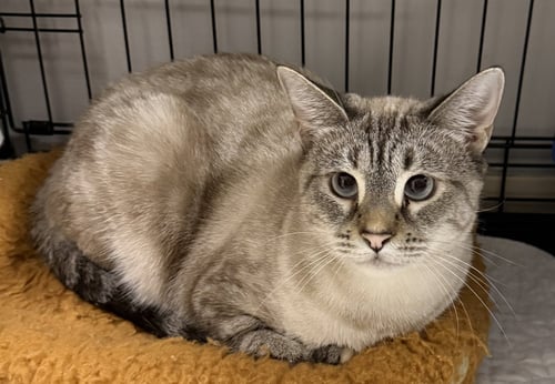 LAZULI - Domestic Short Hair available for adoption