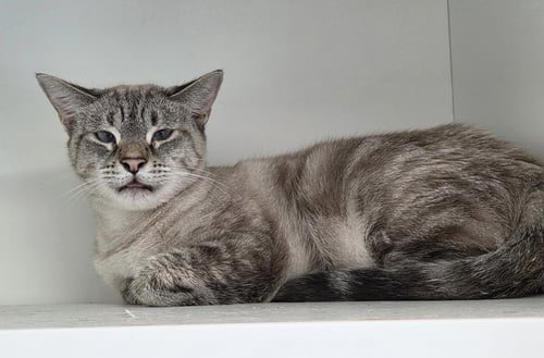 LAZULI - Domestic Short Hair available for adoption