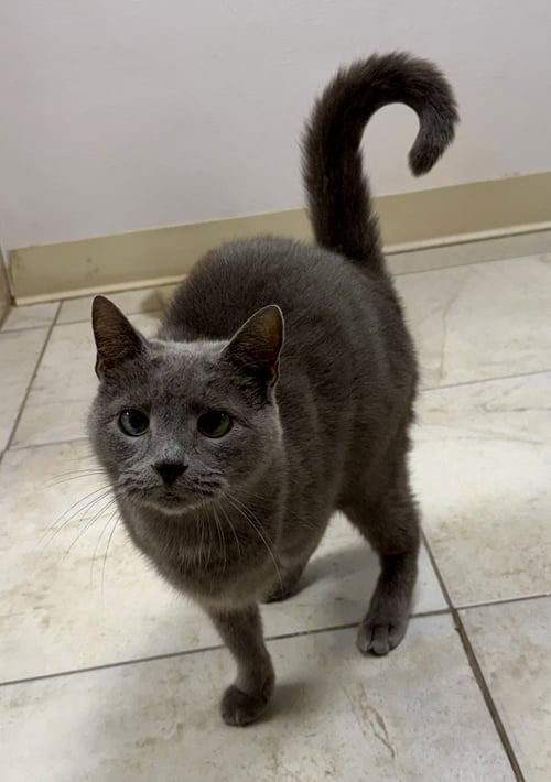 CAPI - Domestic Short Hair for adoption in Palm Bay