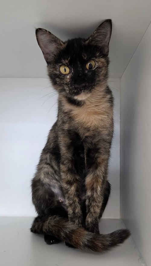 BELLJAR - Domestic Short Hair available for adoption