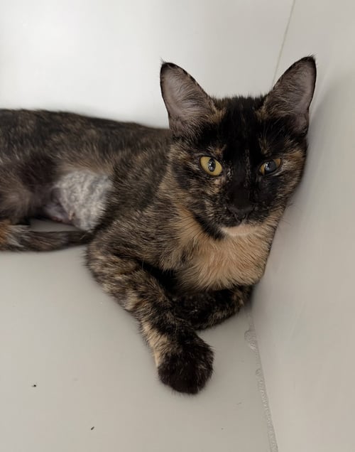 BELLJAR - Domestic Short Hair available for adoption
