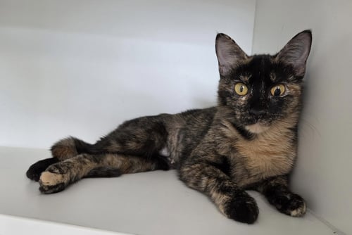 BELLJAR - Domestic Short Hair available for adoption