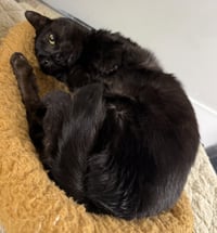 Kleo - Photo 2