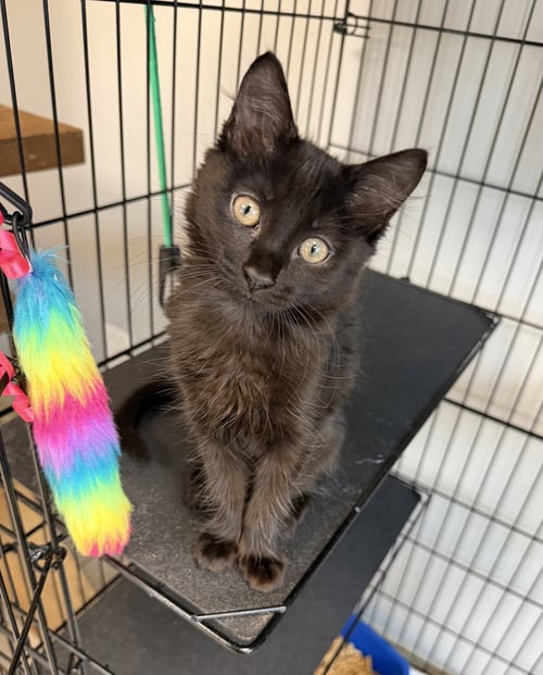 RIPPER WONTON - Domestic Short Hair available for adoption