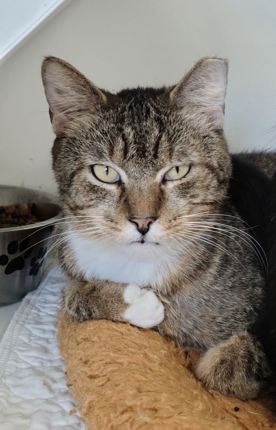 ANDY YO - Domestic Short Hair available for adoption
