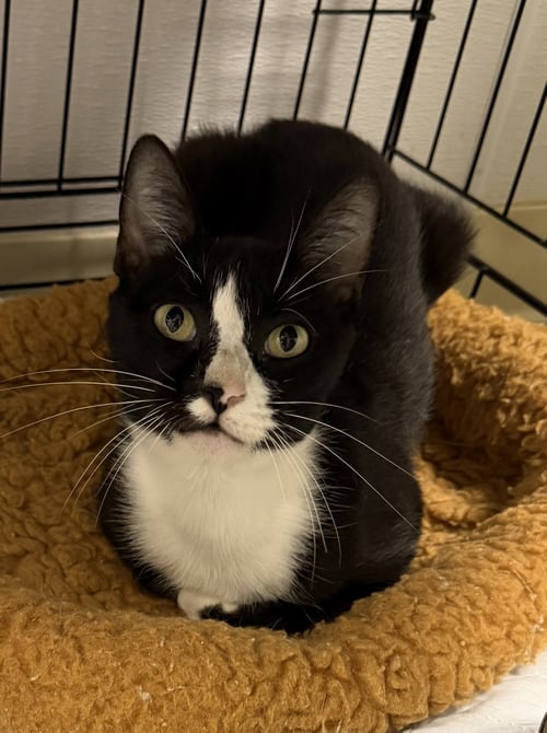 CLOCKTOWER - Domestic Short Hair available for adoption