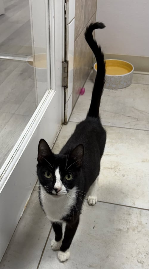 CLOCKTOWER - Domestic Short Hair available for adoption
