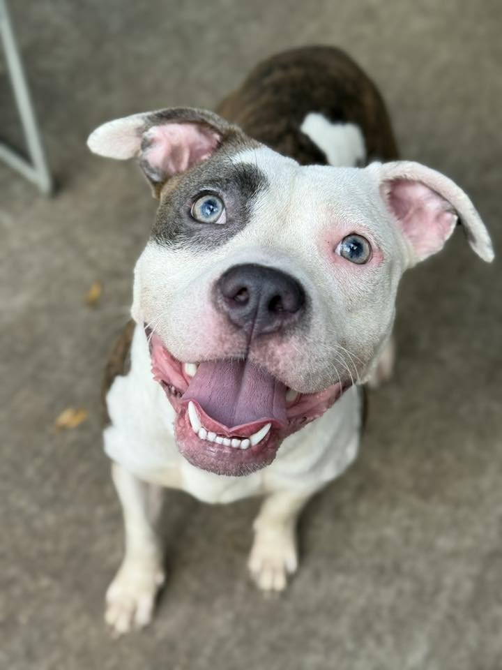 HAWAIIAN TROPIC - Pit Bull Terrier available for adoption