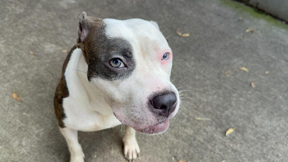 HAWAIIAN TROPIC - Pit Bull Terrier available for adoption