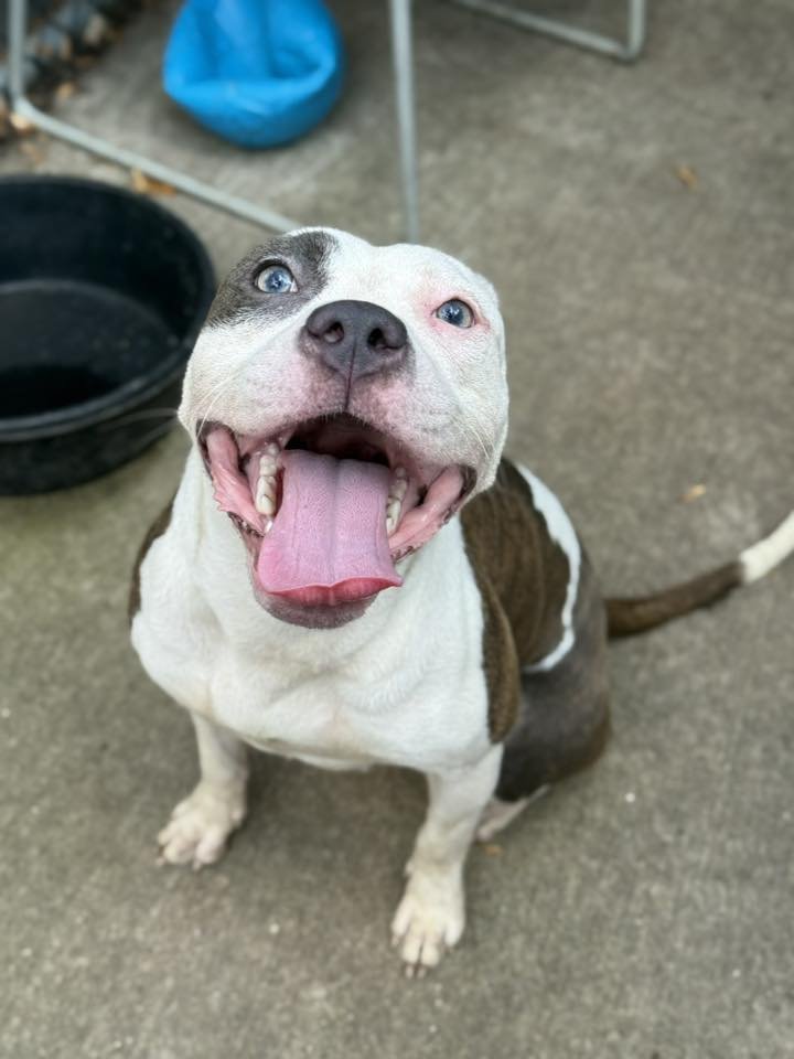 Hawaiian Tropic - Photo 4