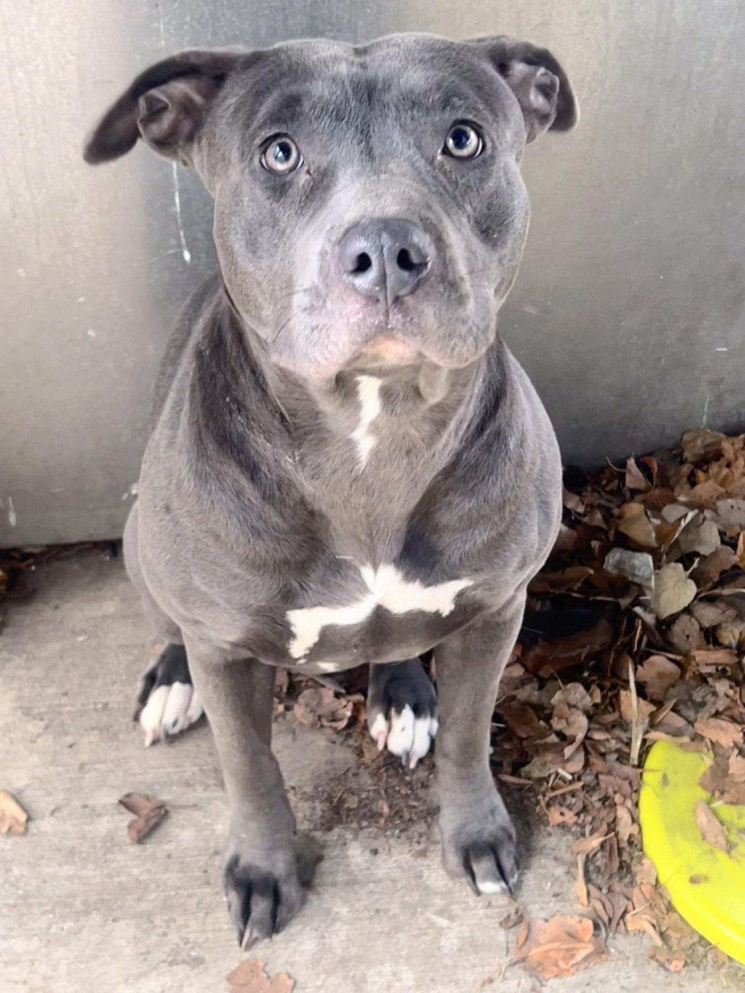 SANDIE - Pit Bull Terrier available for adoption