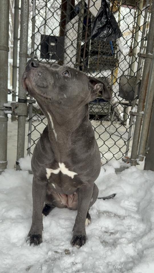 SANDIE - Pit Bull Terrier available for adoption