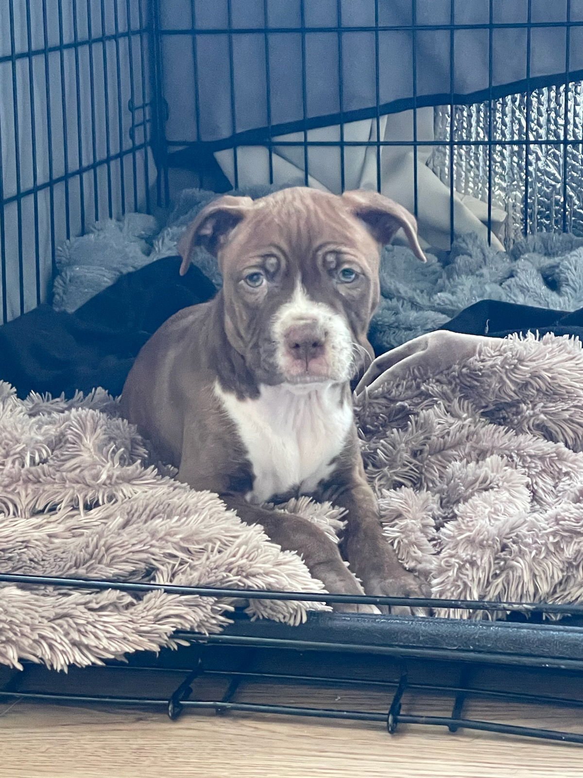 BERGAMOT ORANGE - Pit Bull Terrier available for adoption